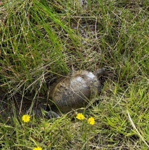 Chelodina longicollis at QPRC LGA - 7 Jan 2024