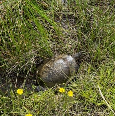 Chelodina longicollis (Eastern Long-necked Turtle) at Bungendore, NSW - 6 Jan 2024 by yellowboxwoodland