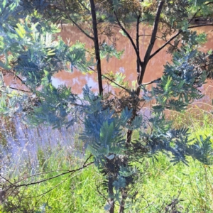 Acacia dealbata subsp. dealbata at Mount Ainslie - 11 Jan 2024