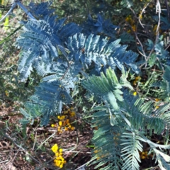 Acacia dealbata subsp. dealbata at Mount Ainslie - 11 Jan 2024