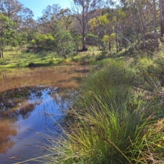 Carex appressa (Tall Sedge) at Hackett, ACT - 11 Jan 2024 by abread111