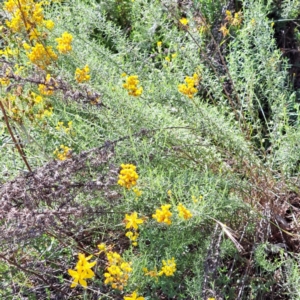 Chrysocephalum semipapposum at Mount Ainslie - 11 Jan 2024