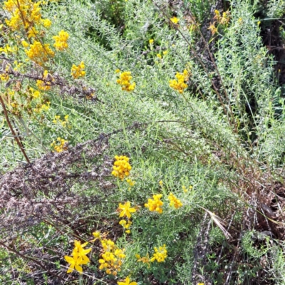 Chrysocephalum semipapposum (Clustered Everlasting) at Hackett, ACT - 11 Jan 2024 by abread111