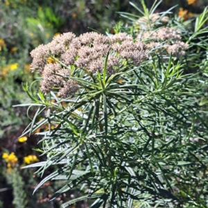 Cassinia longifolia at Mount Ainslie - 11 Jan 2024 04:53 PM