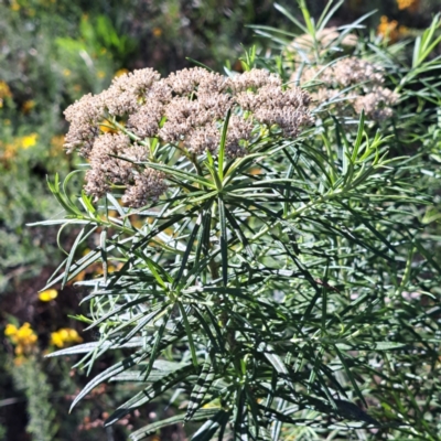 Cassinia longifolia (Shiny Cassinia, Cauliflower Bush) at Hackett, ACT - 11 Jan 2024 by abread111