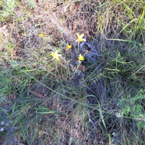 Tricoryne elatior at Mount Ainslie - 11 Jan 2024