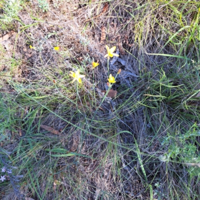 Tricoryne elatior (Yellow Rush Lily) at Hackett, ACT - 11 Jan 2024 by abread111