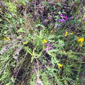 Glycine tabacina at Mount Ainslie - 11 Jan 2024