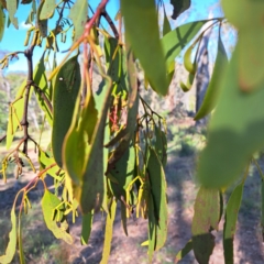 Amyema miquelii (Box Mistletoe) at Hackett, ACT - 11 Jan 2024 by abread111