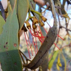 Amyema miquelii at Mount Ainslie - 11 Jan 2024