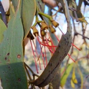 Amyema miquelii at Mount Ainslie - 11 Jan 2024 05:10 PM