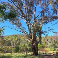 Eucalyptus melliodora (Yellow Box) at Hackett, ACT - 11 Jan 2024 by abread111