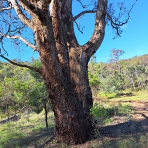 Eucalyptus melliodora at Mount Ainslie - 11 Jan 2024