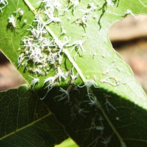 Protyora sterculiae at GG177 - 11 Jan 2024