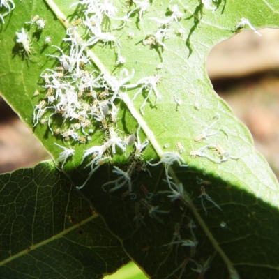 Protyora sterculiae (Kurrajong star psyllid) at ANBG - 11 Jan 2024 by HelenCross