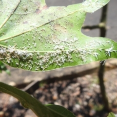 Protyora sterculiae at GG177 - 11 Jan 2024