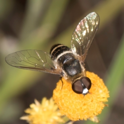 Villa sp. (genus) (Unidentified Villa bee fly) at Blue Devil Grassland, Umbagong Park (BDG) - 10 Jan 2024 by kasiaaus