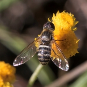 Villa sp. (genus) at Blue Devil Grassland, Umbagong Park (BDG) - 10 Jan 2024