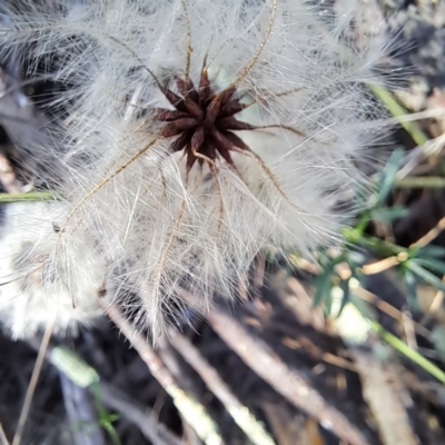 Clematis leptophylla (Small-leaf Clematis, Old Man's Beard) at Hackett, ACT - 11 Jan 2024 by abread111