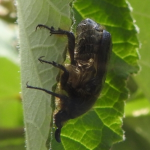 Bisallardiana gymnopleura at ANBG - 11 Jan 2024