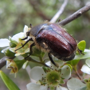 Bisallardiana gymnopleura at ANBG - 11 Jan 2024