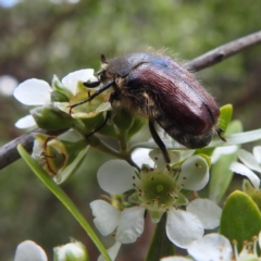 Bisallardiana gymnopleura at ANBG - 11 Jan 2024