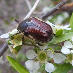 Bisallardiana gymnopleura at ANBG - 11 Jan 2024