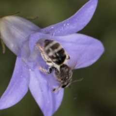 Lasioglossum (Chilalictus) sp. (genus & subgenus) (Halictid bee) at Blue Devil Grassland, Umbagong Park (BDG) - 10 Jan 2024 by kasiaaus