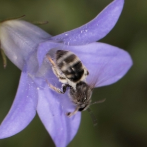 Lasioglossum (Chilalictus) sp. (genus & subgenus) at Latham, ACT - 10 Jan 2024 04:39 PM