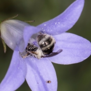 Lasioglossum (Chilalictus) sp. (genus & subgenus) at Blue Devil Grassland, Umbagong Park (BDG) - 10 Jan 2024