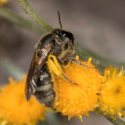 Lasioglossum (Chilalictus) sp. (genus & subgenus) (Halictid bee) at Blue Devil Grassland, Umbagong Park (BDG) - 10 Jan 2024 by kasiaaus