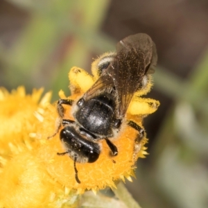 Lasioglossum (Chilalictus) sp. (genus & subgenus) at Blue Devil Grassland, Umbagong Park (BDG) - 10 Jan 2024