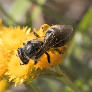 Lasioglossum (Chilalictus) sp. (genus & subgenus) at Blue Devil Grassland, Umbagong Park (BDG) - 10 Jan 2024