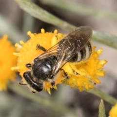 Lasioglossum (Chilalictus) sp. (genus & subgenus) at Latham, ACT - 10 Jan 2024