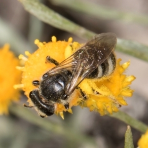 Lasioglossum (Chilalictus) sp. (genus & subgenus) at Blue Devil Grassland, Umbagong Park (BDG) - 10 Jan 2024