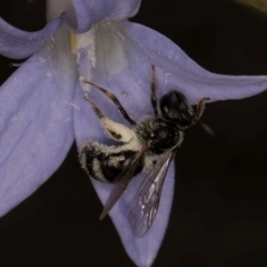 Lasioglossum (Chilalictus) sp. (genus & subgenus) (Halictid bee) at Blue Devil Grassland, Umbagong Park (BDG) - 10 Jan 2024 by kasiaaus