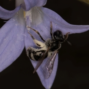 Lasioglossum (Chilalictus) sp. (genus & subgenus) at Blue Devil Grassland, Umbagong Park (BDG) - 10 Jan 2024