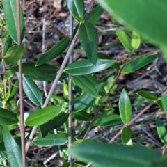 Olea europaea subsp. cuspidata (African Olive) at Hackett, ACT - 11 Jan 2024 by abread111