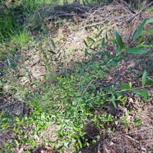 Olea europaea subsp. cuspidata at Mount Ainslie - 11 Jan 2024