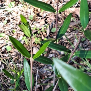 Olea europaea subsp. cuspidata at Mount Ainslie - 11 Jan 2024