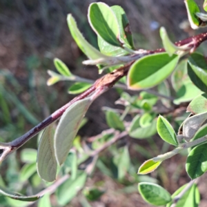 Cotoneaster pannosus at Mount Ainslie - 11 Jan 2024