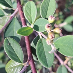 Cotoneaster pannosus at Mount Ainslie - 11 Jan 2024 05:38 PM