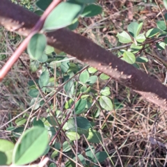 Cotoneaster pannosus at Mount Ainslie - 11 Jan 2024 05:38 PM