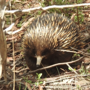 Tachyglossus aculeatus at ANBG - 11 Jan 2024 12:19 PM