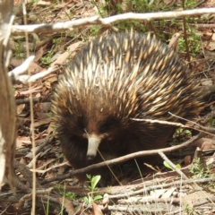 Tachyglossus aculeatus (Short-beaked Echidna) at Acton, ACT - 11 Jan 2024 by HelenCross