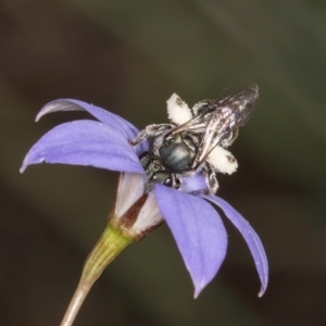 Lipotriches (Austronomia) australica at Blue Devil Grassland, Umbagong Park (BDG) - 10 Jan 2024