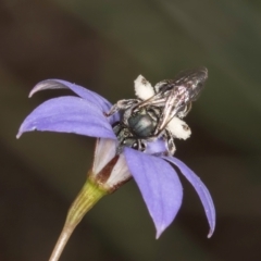 Lipotriches (Austronomia) australica at Blue Devil Grassland, Umbagong Park (BDG) - 10 Jan 2024