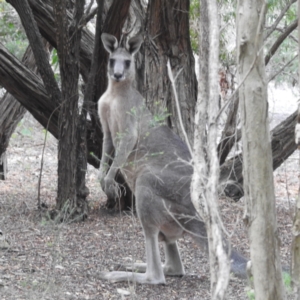 Macropus giganteus at ANBG - 11 Jan 2024