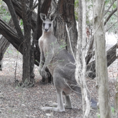 Macropus giganteus (Eastern Grey Kangaroo) at ANBG - 11 Jan 2024 by HelenCross