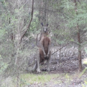 Macropus giganteus at ANBG - 11 Jan 2024